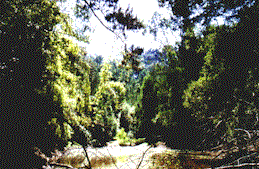Teich im oberen flachen Teil des Grundst�cks